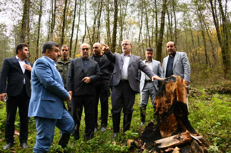 دستگاه قضا به داستان جنگل‌های هیرکانی پا گذاشت  